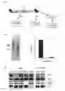 Fig. 07 - Method of inhibiting intimal hyperplasia