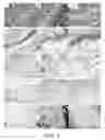 Fig. 04 - PERIPHERAL AND NEURAL INFLAMMATORY CROSSTALK
