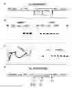 Fig. 12 - PERIPHERAL AND NEURAL INFLAMMATORY CROSSTALK