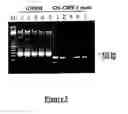 Fig. 07 - METHODS FOR INCREASING IN VIVO EFFICACY OF OLIGONUCLEOTIDES AND INHIBITING INFLAMMATION IN MAMMALS