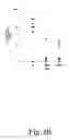 Fig. 05 - ANTISENSE OLIGONUCLEOTIDES FOR TREATING ATOPIC DISEASES AND NEOPLASTIC CELL PROLIFERATION