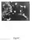 Fig. 10 - ANTISENSE OLIGONUCLEOTIDES FOR TREATING ATOPIC DISEASES AND NEOPLASTIC CELL PROLIFERATION