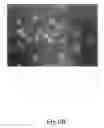Fig. 12 - ANTISENSE OLIGONUCLEOTIDES FOR TREATING ATOPIC DISEASES AND NEOPLASTIC CELL PROLIFERATION