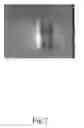 Fig. 13 - ANTISENSE OLIGONUCLEOTIDES FOR TREATING ATOPIC DISEASES AND NEOPLASTIC CELL PROLIFERATION