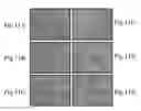 Fig. 17 - ANTISENSE OLIGONUCLEOTIDES FOR TREATING ATOPIC DISEASES AND NEOPLASTIC CELL PROLIFERATION