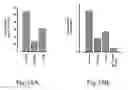 Fig. 24 - ANTISENSE OLIGONUCLEOTIDES FOR TREATING ATOPIC DISEASES AND NEOPLASTIC CELL PROLIFERATION