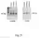 Fig. 28 - ANTISENSE OLIGONUCLEOTIDES FOR TREATING ATOPIC DISEASES AND NEOPLASTIC CELL PROLIFERATION