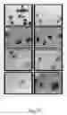 Fig. 30 - ANTISENSE OLIGONUCLEOTIDES FOR TREATING ATOPIC DISEASES AND NEOPLASTIC CELL PROLIFERATION