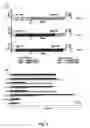 Fig. 06 - MicroRNAs for inhibiting viral replication