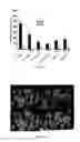 Fig. 03 - Micro-RNAs modulating immunity and inflammation
