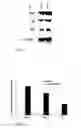 Fig. 24 - Micro-RNAs modulating immunity and inflammation