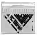 Fig. 04 - PTGS2 HAPLOTYPES