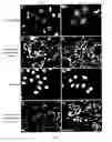 Fig. 08 - ENZYME ACTIVITY ASSAY USING ROLLING CIRCLE AMPLIFICATION