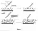 Fig. 02 - Biomolecules having multiple attachment moieties for binding to a substrate surface