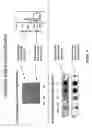 Fig. 35 - Biomolecules having multiple attachment moieties for binding to a substrate surface