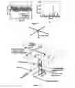 Fig. 09 - CONTRAST ENHANCEMENT BETWEEN LINEAR AND NONLINEAR SCATTERERS