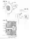 Fig. 03 - Methods and devices for assessment of pneumostoma function