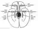 Fig. 01 - METHODS FOR APPLYING BRAIN SYNCHRONIZATION TO EPILEPSY AND OTHER DYNAMICAL DISORDERS