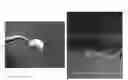 Fig. 01 - Artificial eardrum using silk protein and method of fabricating the same