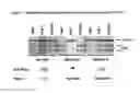 Fig. 07 - COMBINATIONS OF POLYMORPHISMS FOR DETERMINING ALLELE-SPECIFIC EXPRESSION OF IGF2