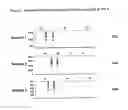 Fig. 09 - COMBINATIONS OF POLYMORPHISMS FOR DETERMINING ALLELE-SPECIFIC EXPRESSION OF IGF2
