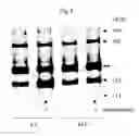Fig. 08 - VEGF VARIANTS
