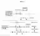 Fig. 02 - Genetically engineered or transgenic rats exhibiting a cancer phenotype due to a disruption of germline tumor suppressor genes