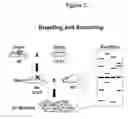 Fig. 03 - Genetically engineered or transgenic rats exhibiting a cancer phenotype due to a disruption of germline tumor suppressor genes