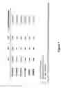 Fig. 08 - NEURAL TUMOR STEM CELLS AND METHODS OF USE THEREOF