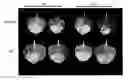 Fig. 01 - Protein expression system