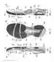 Fig. 02 - Shoe