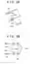 Fig. 06 - STEERING COLUMN APPARATUS FOR VEHICLE