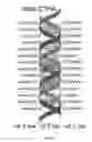 Fig. 02 - Nucleic acid-based photovoltaic cell