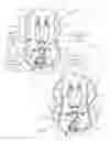 Fig. 02 - Adjustable width juvenile vehicle seat