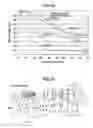 Fig. 20 - Projection apparatus with linear fresnel lens and transparent screen therefor
