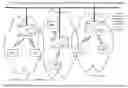 Fig. 01 - Synchronized UWB piconets for SOP (simultaneously operating piconet) performance