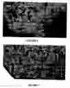 Fig. 09 - Systems and methods for automated characterization of genetic heterogeneity in tissue samples