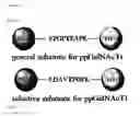 Fig. 16 - Methods and compositions for detections and modulating O-glycosylation