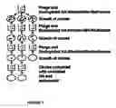 Fig. 02 - COMPOSITIONS AFFECTING HYALURONIC ACID MEDIATED ACTIVITY