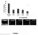 Fig. 08 - COMPOSITIONS AFFECTING HYALURONIC ACID MEDIATED ACTIVITY