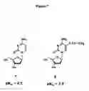 Fig. 08 - NANOPARTICLE NUCLEIC ACID BINDING COMPOUND CONJUGATES FORMING I-MOTIFS