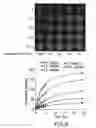 Fig. 07 - Imaging Agents and Methods