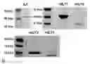 Fig. 09 - METHODS AND COMPOSITIONS FOR THE TREATMENT OF PROLIFERATIVE AND PATHOGENIC DISEASES