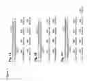 Fig. 02 - Modification of CXCR4 using engineered zinc finger proteins