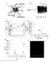 Fig. 01 - Compositions for Protein Delivery and Methods of Use Thereof