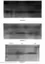 Fig. 07 - Compositions for Protein Delivery and Methods of Use Thereof