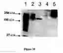 Fig. 22 - Compositions for Protein Delivery and Methods of Use Thereof
