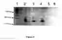 Fig. 23 - Compositions for Protein Delivery and Methods of Use Thereof