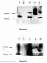 Fig. 24 - Compositions for Protein Delivery and Methods of Use Thereof