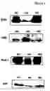 Fig. 02 - Methods of treating a diabetic embryopathy
